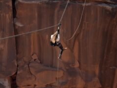 ‘Nervosa’ Michelle Monaghan balança sobre uma ravina gigante no clipe ‘Bear Grylls Is Running Wild’ (exclusivo).