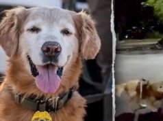 K-9 Ruger rastreia adolescente autista desaparecido no estacionamento de Jacksonville