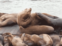 ‘Chonkers’ de leões-marinhos gigantes atraem multidões ao cais 39 de São Francisco