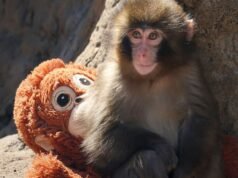 Dois americanos presos no Japão após abuso no santuário de macacos bebês Punch