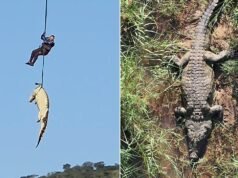 África do Sul transporta crocodilo gigante suspeito de comer homem desaparecido