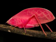 Katidídeos rosa se transformam em camuflagem verde, chocando cientistas