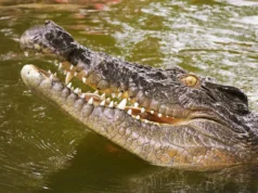 DNA resolve mistério de 250 anos do desaparecimento do crocodilo das Seychelles