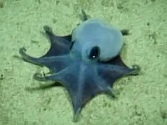 Adorável polvo azul avistado a quase 6.000 pés de profundidade nas Ilhas Galápagos