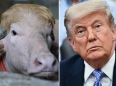 Búfalo albino viral chamado ‘Trump’ escapou do sacrifício do Eid em Bangladesh