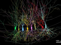 Cientistas descobrem que o cérebro não começa vazio, mas cheio