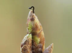 Carvalhos atrasam a primavera para matar lagartas de fome