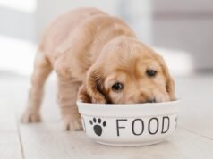 Uma marca popular de ração para cães está fazendo recall de dezenas de produtos por medo de listeria