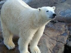 Primeiro caso de gripe aviária detectado em urso polar