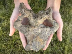 Impressionante crânio de estegossauro de 150 milhões de anos reescreve a evolução dos dinossauros