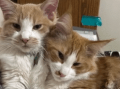 ‘Eles finalmente chegaram em casa’: gatos desaparecidos de uma mulher do sudeste de Portland encontrados em Los Angeles após dois anos de busca
