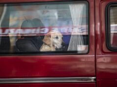 Cachorro que atacou mulher no semáforo de Nebraska disparou espingarda dentro de caminhão