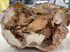 Descoberta de moléculas orgânicas em ossos de dinossauros de 66 milhões de anos choca a paleontologia