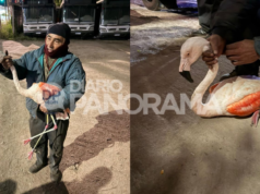 Surpresa no Ocidente: Eles encontram um flamingo no ônibus e precisam resgatá-lo