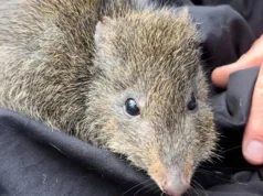 Cientistas usam DNA de cocô para salvar o marsupial mais raro do mundo