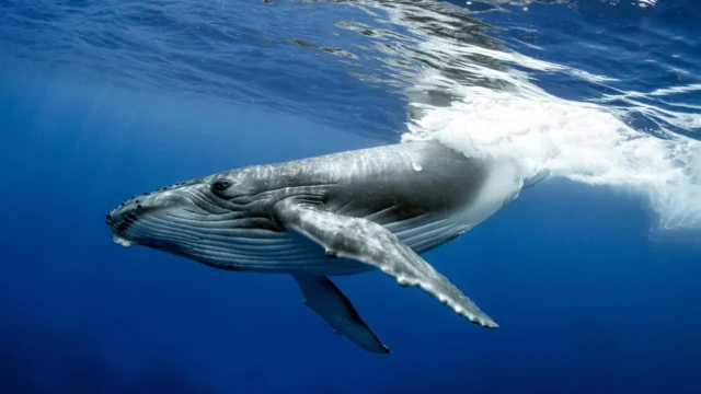 humpback-whale-on-rurutu-island-french-polynesia.webp.webp