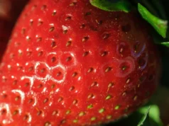 Cientistas melhoram o sabor e a nutrição do morango sem alterar o crescimento