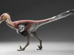 Este raptor recém-descoberto pode caçar como uma garça gigante