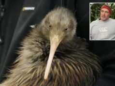 Icônicos pássaros kiwis retornam à capital da Nova Zelândia após um século de ausência