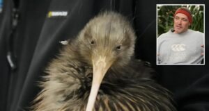 Icônicos pássaros kiwis retornam à capital da Nova Zelândia após um século de ausência