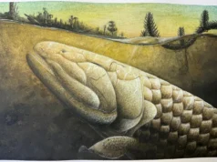 Este peixe pré-histórico poderia explicar como os animais caminharam pela primeira vez na Terra