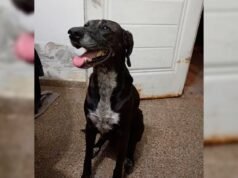 Eles procuram um cachorro chamado Logan que desapareceu no bairro de Vinal