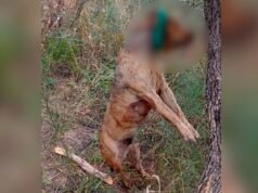Um suspeito de um caso brutal de crueldade contra animais foi preso após uma grande operação policial