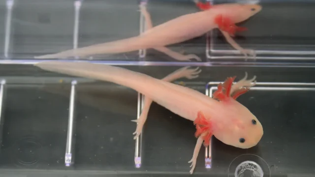 mexican-axolotl.webp.webp