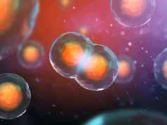 Cientistas descobrem por que algumas células com DNA duplicado se recusam a morrer