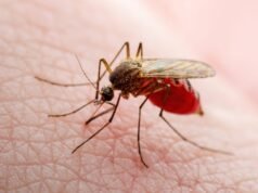 Pesquisadores da Universidade Estadual de Portland descobriram uma maneira potencial de acabar com a malária