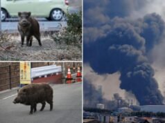 População mutante de ‘super porcos’ cresce fora de controle em zona de precipitação nuclear