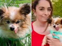 Possivelmente o cão mais velho do mundo encontra um novo lar depois de seu dono