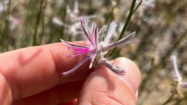 ptilotus-senarius.webp.webp