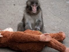 Dê um soco na cerca de um macaco que supostamente está invadindo com a manobra de bombeamento de memecoin