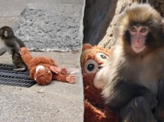Dois presos por supostamente se manifestarem no recinto do macaco viral Punch: relatório