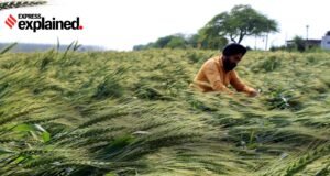 Agricultores com 1 hectare podem abrir homestays