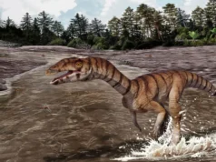 Este estranho parente crocodilo do Triássico parecia um dinossauro avestruz