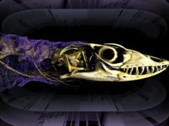 Cientistas desvendam o mistério da armadura óssea reptiliana de 320 milhões de anos
