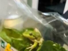 Conheça Greg, o sapo vivo encontrado em uma sacola de salada de supermercado