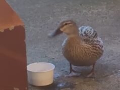 Um pato chamado Fergie é comum entre esses McMenamins locais