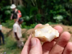Perdida há 150 mil anos: a descoberta da floresta tropical vira a história da humanidade de cabeça para baixo
