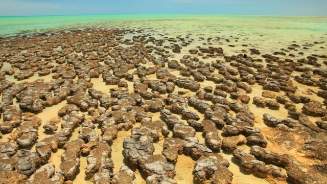 stromatolites-in-hamelin-pool-in-shark-bay-western-australia.webp.webp
