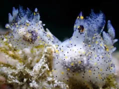 Pequenas lesmas do mar “gergelim” descobertas em Taiwan revelam ser uma nova espécie