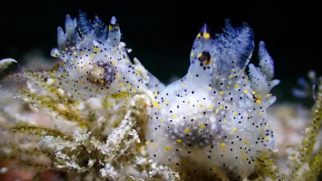 thecacera-sesama-feeding-on-bryozoan.webp.webp