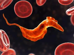 Cientistas descobrem que ancestrais unicelulares ainda estão presentes no sangue
