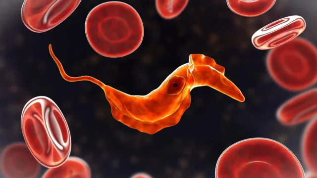 trypanosoma-cruzi-parasite-with-red-blood-cells.webp.webp