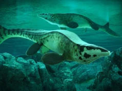 Cientistas descobrem que o gigante predador oceânico Tyrannosaurus rex ameaçou oceanos antigos