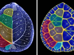Cientistas descobrem segredos matemáticos escondidos nas folhas da árvore do dinheiro