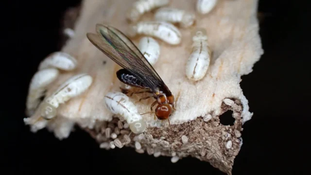 western-drywood-termite-colony.webp.webp